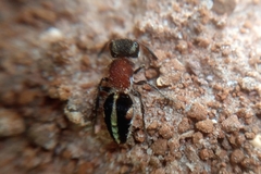 Pseudomethoca gounellei