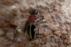 Pseudomethoca gounellei