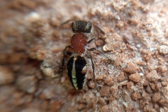 Pseudomethoca gounellei