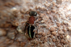 Pseudomethoca gounellei