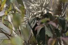 Colebrookea oppositifolia