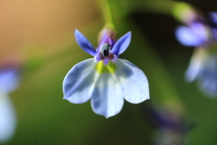 Lobelia berlandieri