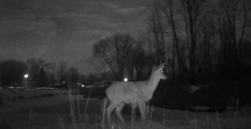 White-tailed Deer photographed in Michigan