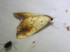 Evergestis consimilis