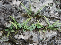 Asplenium resiliens
