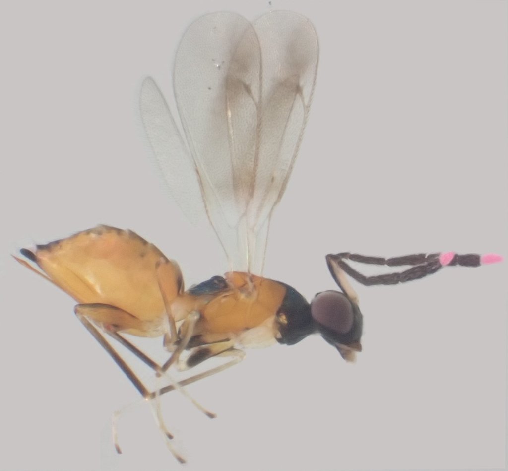 Hemiptarsenus autonomus