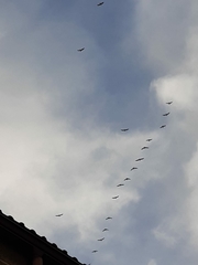 Larus fuscus