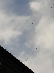 Larus fuscus