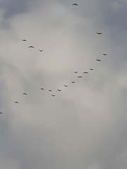 Larus fuscus