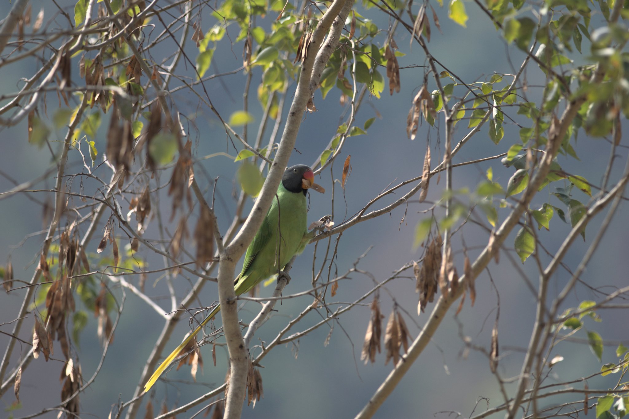 Slaty-headed Parakeet
