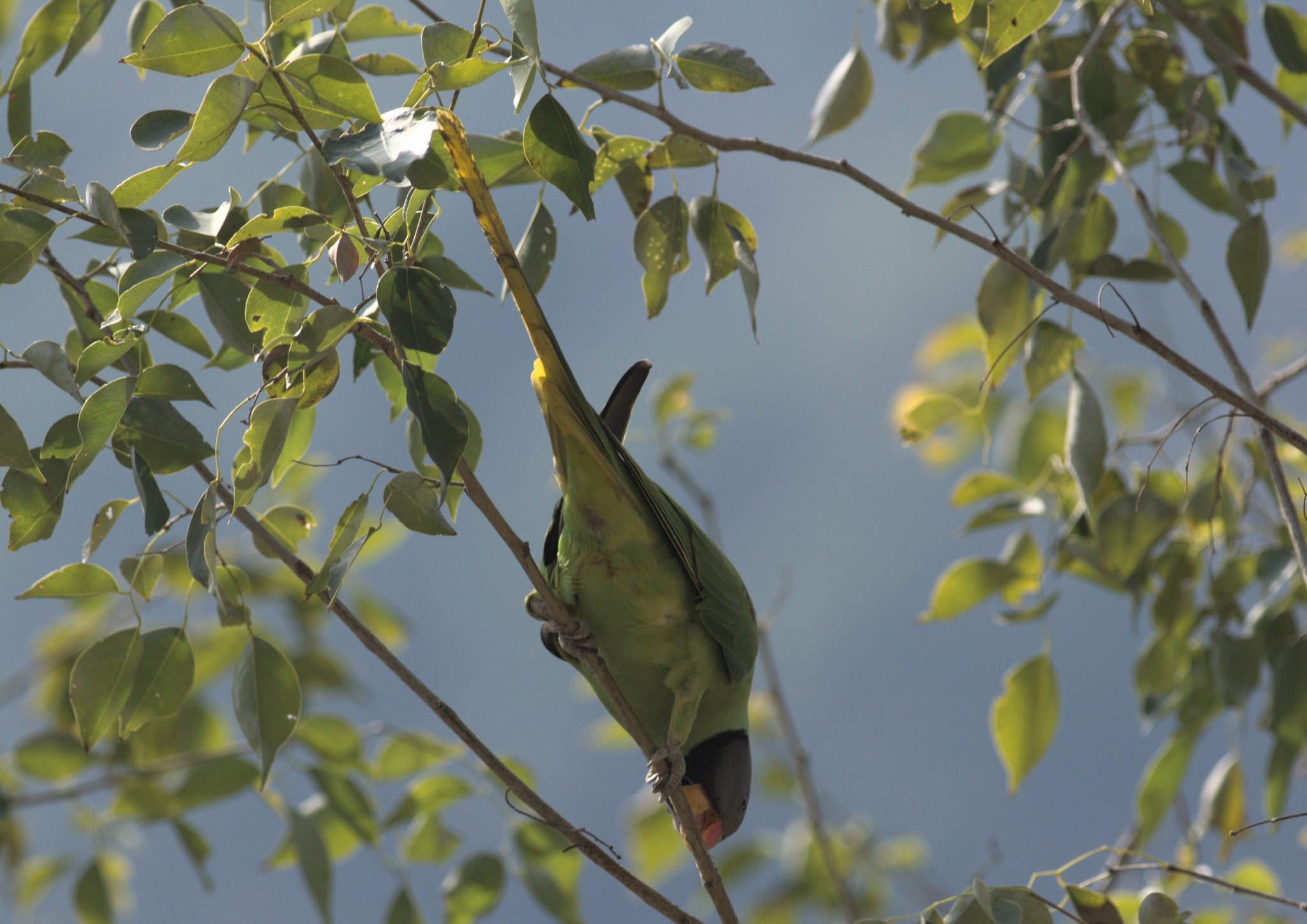Slaty-headed Parakeet
