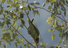 Psittacula himalayana