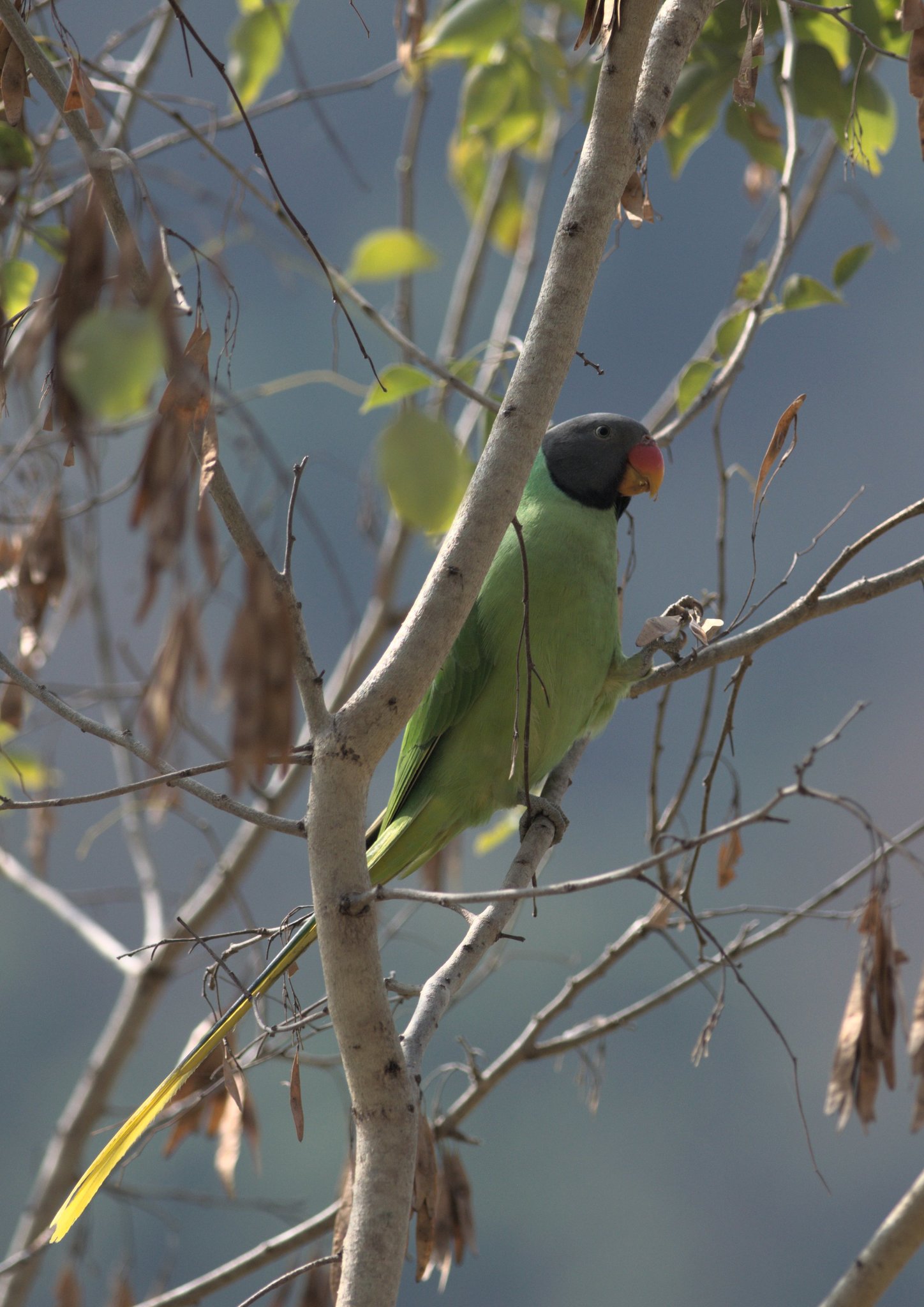 Slaty-headed Parakeet