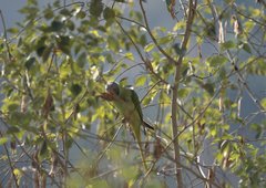 Psittacula himalayana