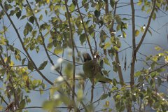 Psittacula himalayana