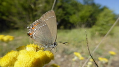 Satyrium esculi