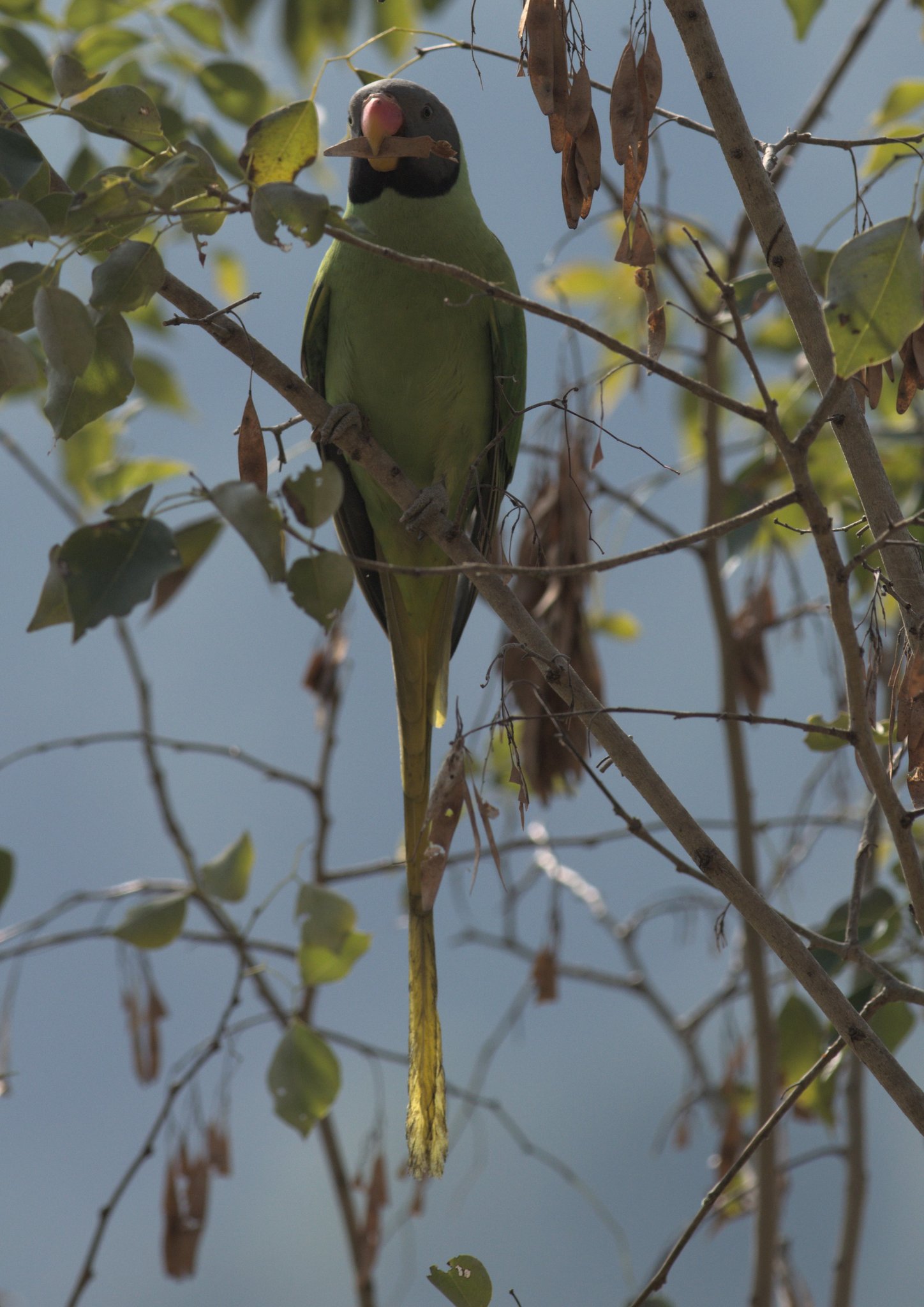 Slaty-headed Parakeet