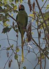 Psittacula himalayana