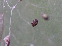 Cyrtophora citricola