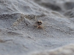 Oecobius maculatus