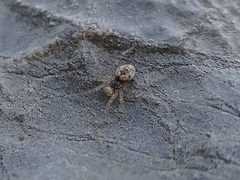 Oecobius maculatus