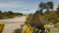 Satyrium esculi