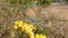 Satyrium esculi