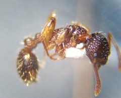 Myrmica spatulata