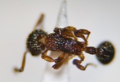 Myrmica spatulata