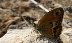 Coenonympha dorus
