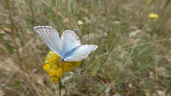 Polyommatus hispana