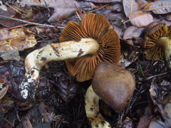 Cortinarius clandestinus