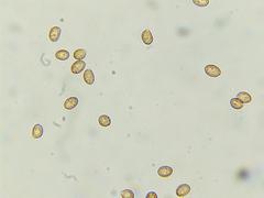 Cortinarius clandestinus