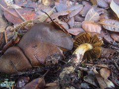 Cortinarius clandestinus