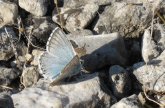 Polyommatus hispana