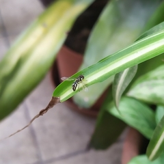 Allograpta piurana