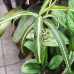 Allograpta piurana
