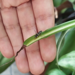 Allograpta piurana
