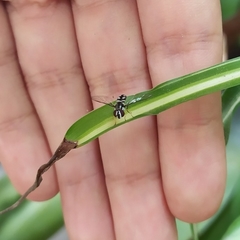 Allograpta piurana
