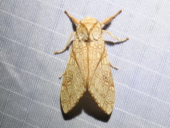 Lophocampa mixta