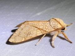 Lophocampa mixta