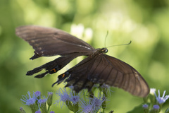 Papilio ornythion ornythion