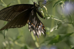Papilio ornythion ornythion