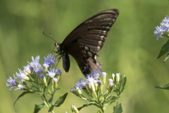 Papilio ornythion ornythion