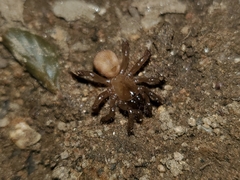 Aliatypus