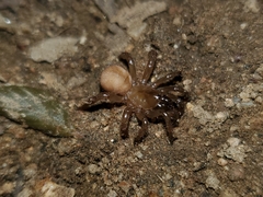 Aliatypus