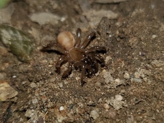 Aliatypus