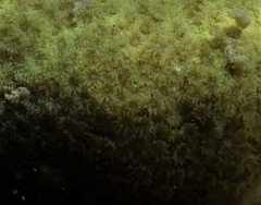 Porites panamensis