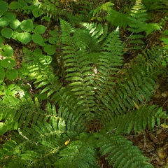 Polystichum braunii image