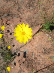 Croptilon hookerianum